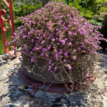 Casa Gianre 모노폴리