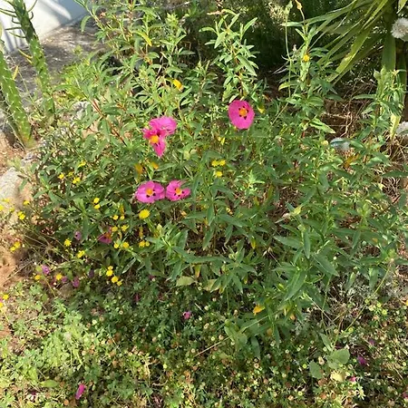 Εξοχικό σπίτι Casa Gianre Monopoli