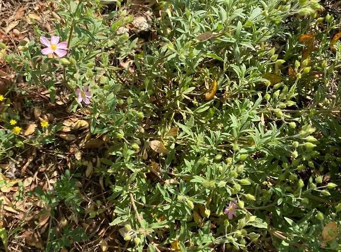 Casa Gianre Landhuis *