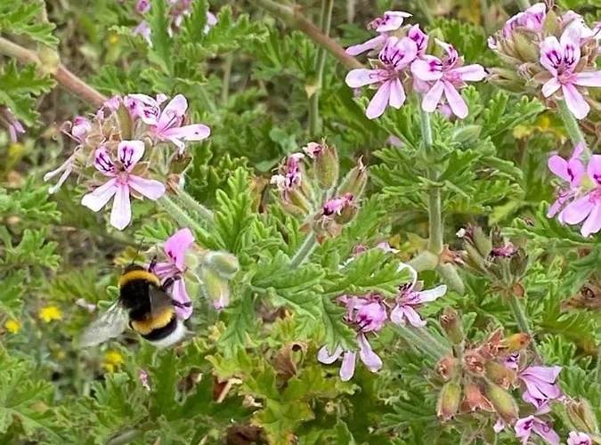 Landhuis Casa Gianre